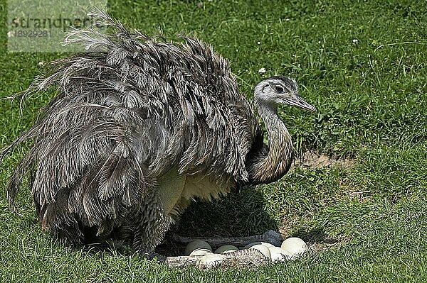 Amerikanisches Rhea (rhea americana)  Erwachsener sitzt auf Eiern im Nest