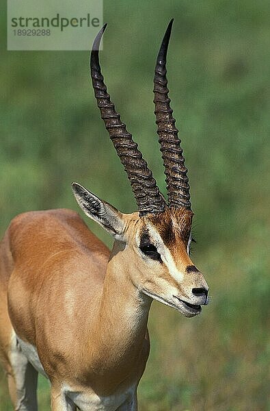 Grant's Gazelle (gazella granti)  Portrait eines Erwachsenen  Samburu Park in Kenia