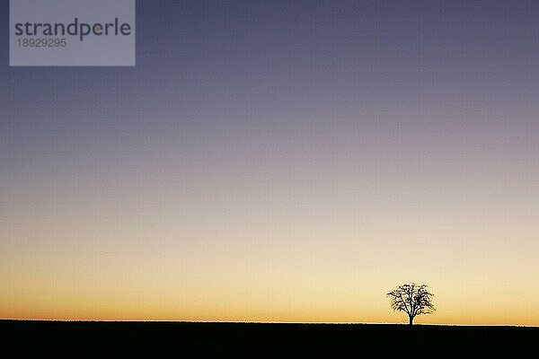 Baum im Sonnenaufgang