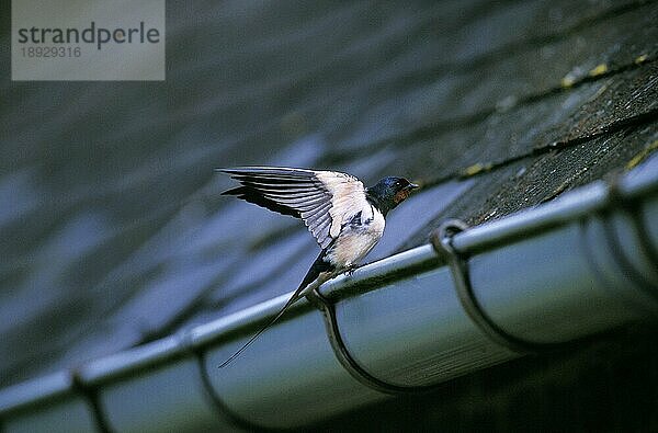 Rauchschwalbe (hirundo rustica)  ERWACHSENE STEHEND AUF GUTTER