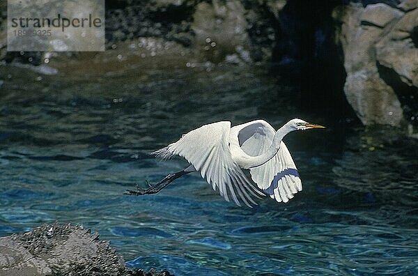 Silberreiher (casmerodius albus)  ERWACHSENE IM FLUG  FLORIDA