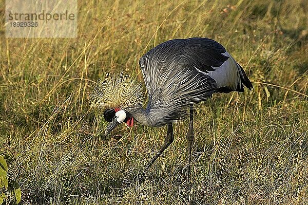 Graukranich (balearica regulorum)  Erwachsener im langen Gras  Nakuru Park in Kenia