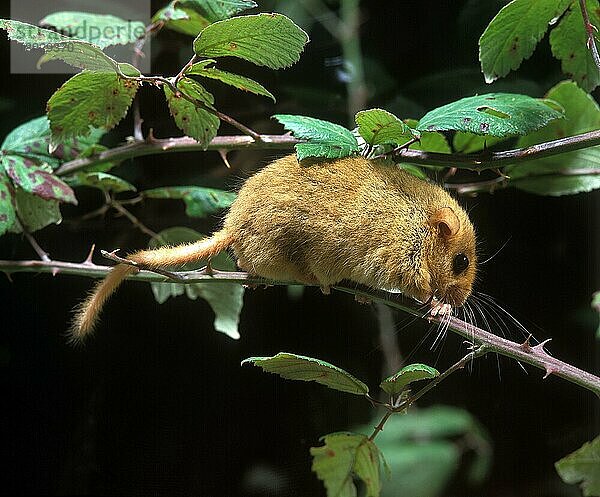 Haselmaus (muscardinus avellanarius)  ERWACHSENER STEHEND IM BRAMMEN