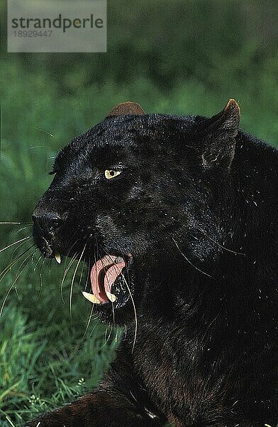 SCHWARZER Leopard (panthera pardus)  ERWACHSENER GÄHNEND