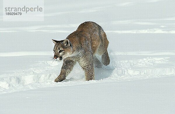 Puma (puma concolor)  ERWACHSENER LÄUFT DURCH DEN SCHNEE  MONTANA