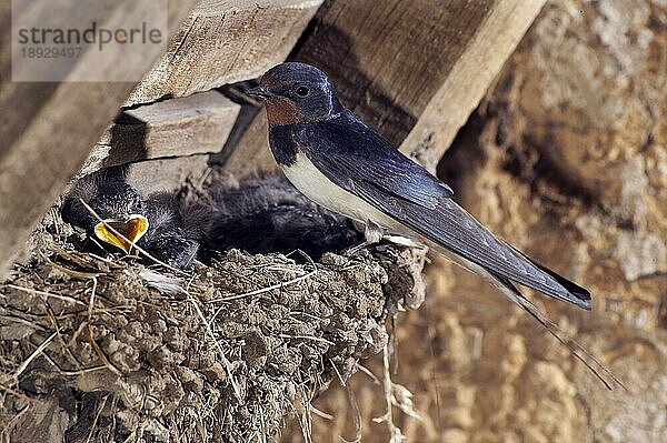 Rauchschwalbe (hirundo rustica)  Erwachsene füttern Küken am Nest  Normandie