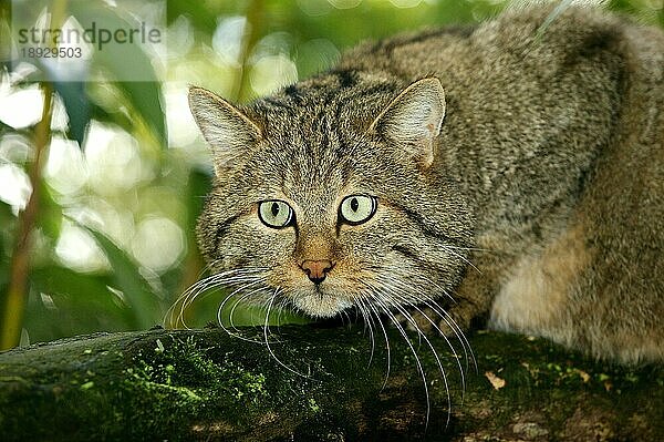 EUROPÄISCHE WILDCATTE (felis silvestris)  PORTRAIT EINES ERWACHSENEN AM BRANCH