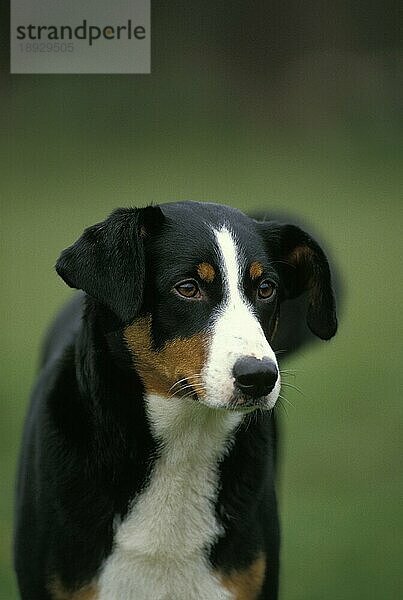 Appenzeller Sennenhund  Portrait eines Erwachsenen