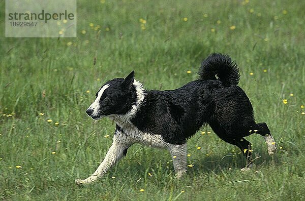 KARELISCHER BÄRENHUND  ERWACHSEN  AUF GRAS LAUFEND