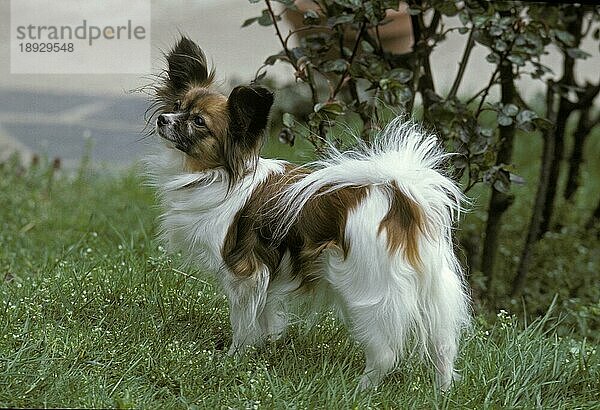 Papillon Hund oder Continental Toy Spaniel  Erwachsener stehend auf Gras