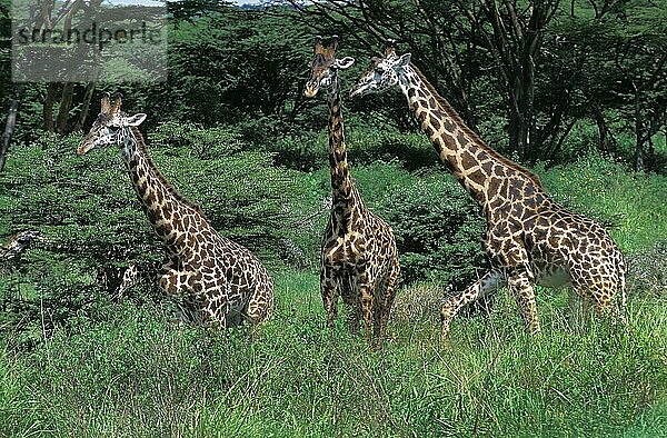 Masai-Giraffe (giraffa camelopardalis tippelskirchi)  Herde erwachsener Tiere in Kenia