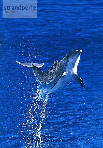 Großer Tümmler (tursiops truncatus)  ERWACHSENER SPRINGT AUS DEM WASSER  HONDURAS