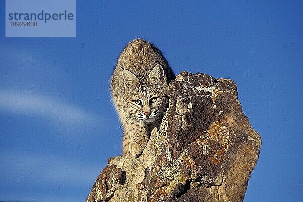 BOBCAT (lynx rufus)  ERWACHSENE KAMOUFLAGED AUF FELSEN  KANADA