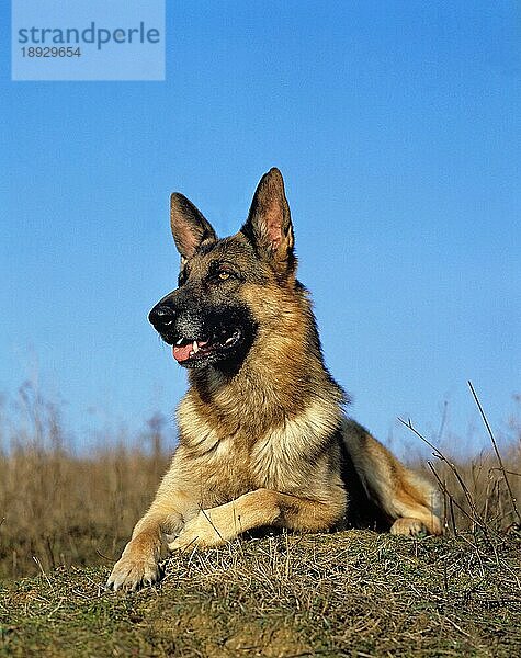 Deutscher Schäferhund  erwachsen  auf Gras liegend