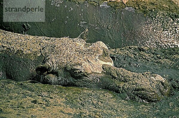 Flusspferd (Hippopotamus amphibius)  Erwachsener beim Schlammbad  Virunga Park im Kongo