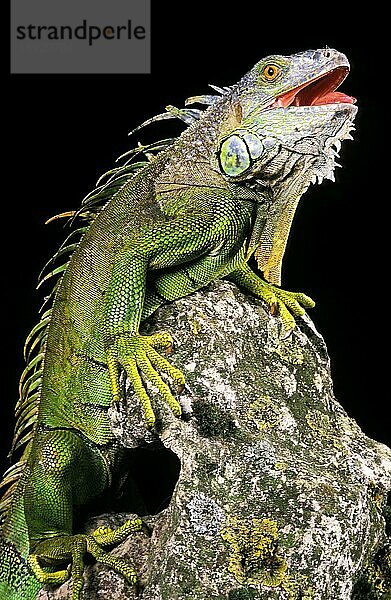 Grüner Leguan (iguana iguana)  Erwachsener auf Felsen mit offenem Maul