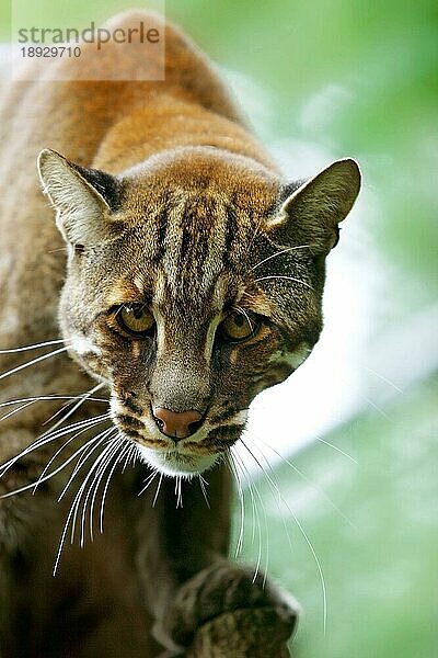 ASIAN GOLDEN CAT OR TEMMINK'S CAT catopuma temmincki  PORTRAIT EINES ERWACHSENEN