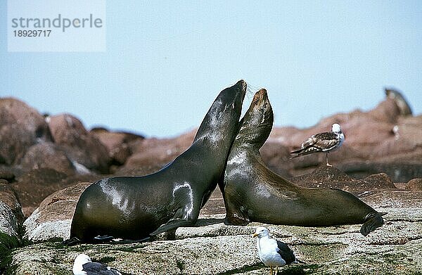 Kalifornischer Seelöwe (zalophus californianus)  Erwachsene auf Felsen  Kalifornien