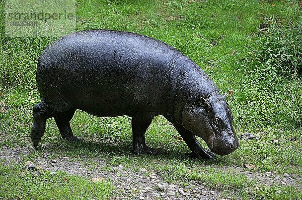 Zwergflusspferd (choeropsis liberiensis)  Erwachsener geht auf Gras