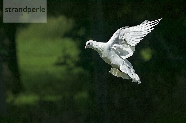 Weiße Fantail-Taube  Erwachsener im Flug