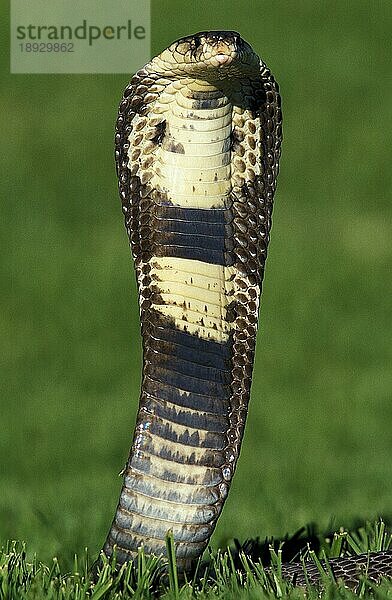 Indische Kobra (naja naja)  Erwachsener in Verteidigungshaltung