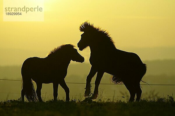 ICELANDPFERD