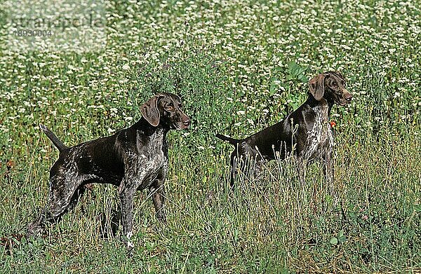 DEUTSCHER KURZHAARVORSTEHER  ERWACHSENE IM LANGEN GRAS