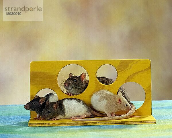Domestic Rats  female with youngs  Farbratten  Weibchen mit Jungtieren  innen  Studio  Spielzeug  toy