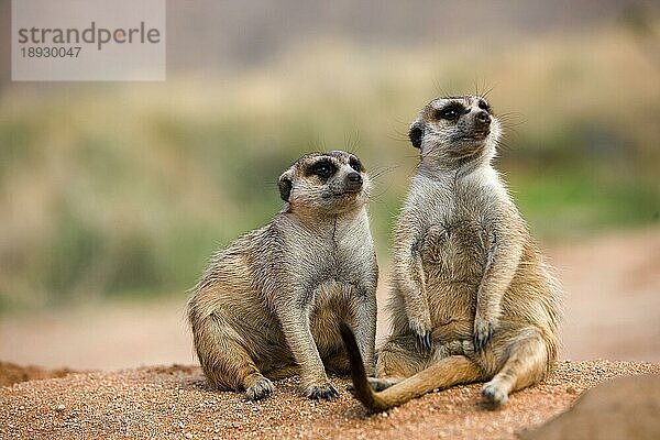 Erdmännchen (suricata suricatta)  ERWACHSENER SITZEND AUF SAND  NAMIBIA