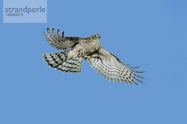 EUROPÄISCHER SPARROWHAWK (accipiter nisus)  ERWACHSENER IM FLUG