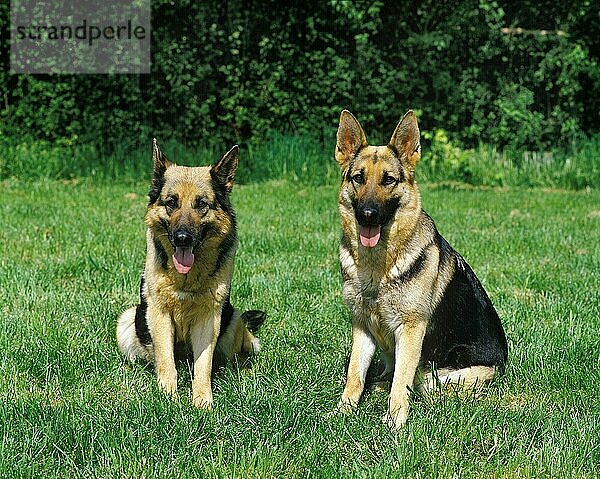 Deutscher Schäferhund  Erwachsener auf Gras sitzend