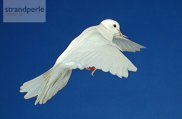 Weiße Taube  Erwachsene im Flug gegen blauen Himmel
