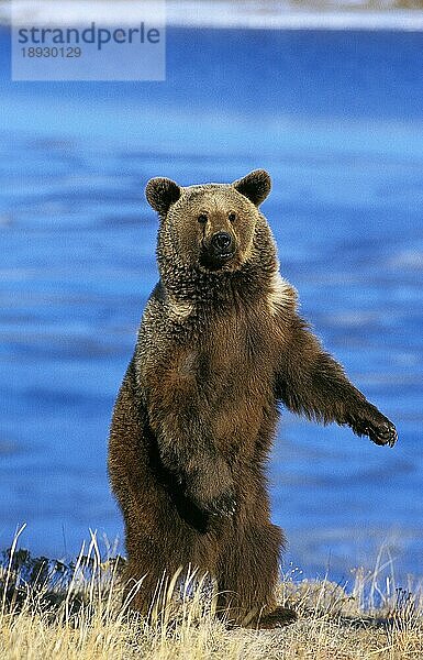 Grizzlybär (ursus arctos horribilis)  ERWACHSENER AUF HINTERBeinen stehend  ALASKA