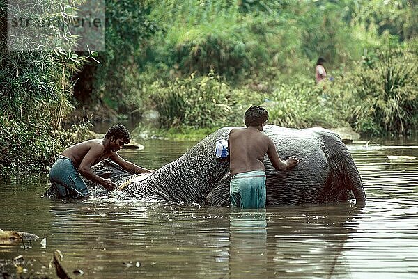 Ein Tempelelefant wird von seinem Mahut in einem Fluss in Courtalam Kutralam Kuttalam  Tamil Nadu  Südindien  Indien  Asien gebadet  Asien