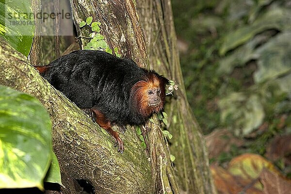 Goldkopflöwenäffchen (leontopithecus chrysomelas)  ERWACHSENER IM BAUM STEHend