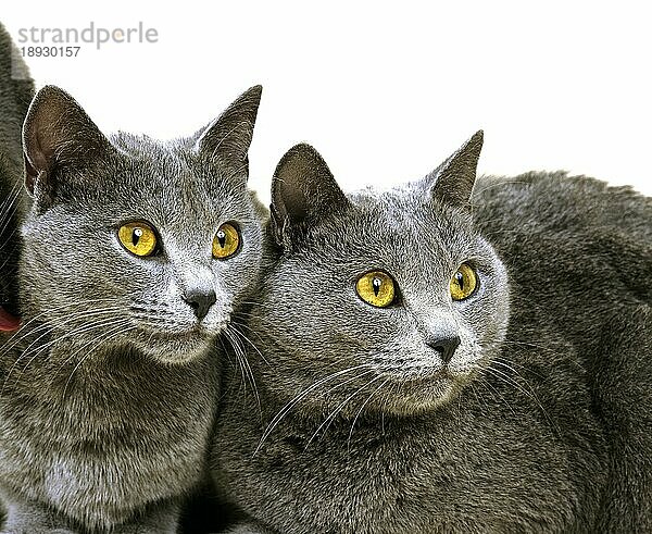 Chartreux Hauskatze gegen weißen Hintergrund