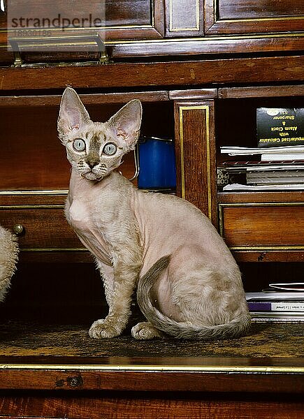 DEVON REX KATZE  ERWACHSEN STEHEND AUF HOLZPULT