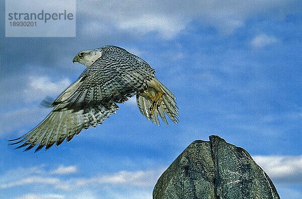 GYRFALKE (falco rusticolus)  ERWACHSENER beim Abheben vom Felsen  KANADA