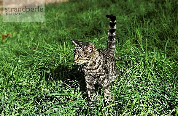 EUROPÄISCH BRAUN GESTROMTE HAUSKATZE  ERWACHSEN  AUF GRAS LAUFEND