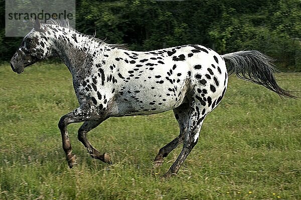 Appaloosa-Pferd  erwachsen Galoppierend durch Wiese