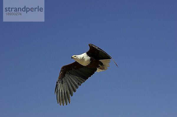 AFRIKANISCHER FISCHAISER (haliaeetus vocifer)  ERWACHSENER IM FLUG  BARINGO-SEE IN KENIA