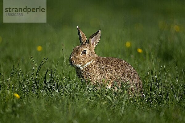 Europäisches Kaninchen (oryctolagus cuniculus) oder Wildkaninchen  erwachsen  stehend auf Gras  Normandie