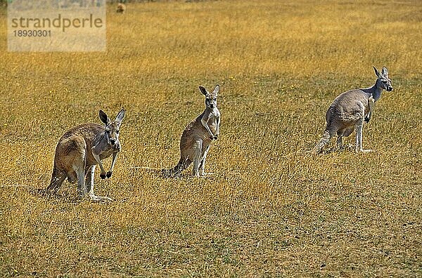 Rotes Känguru (macropus rufus)  Erwachsen  Australien  Ozeanien