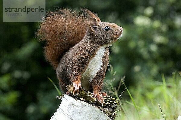 Rotes Eichhörnchen (sciurus vulgaris)  Erwachsener auf Ast  Normandie