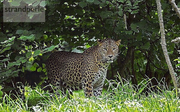 Sri Lanka Leopard (panthera pardus kotiya)  Erwachsener