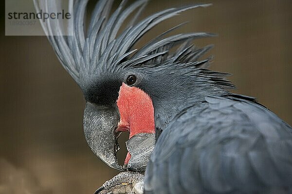 Palmkakadu (probosciger aterrimus)  Porträt eines Erwachsenen  Portrait mit erhobenem Kamm