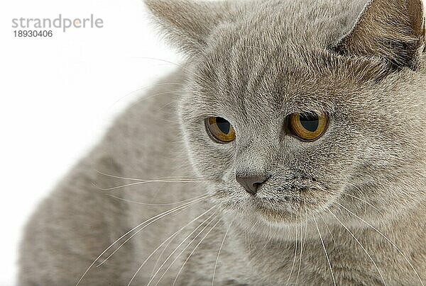 Fliederfarbene Britisch Kurzhaar Hauskatze  weiblich vor weißem Hintergrund