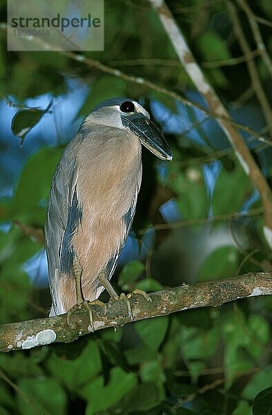 Kahnschnabelreiher (cochlearius cochlearius)  Erwachsener auf Ast  Costa Rica  Mittelamerika