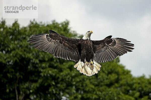 Weißkopfseeadler (haliaeetus leucocephalus)  ERWACHSENER IM FLUG