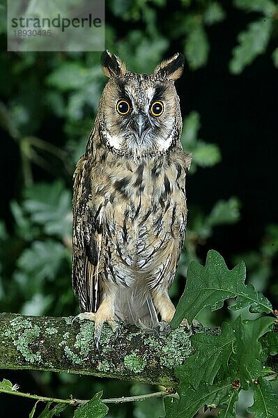 Waldohreule (asio otus)  Erwachsener auf Ast  Normandie